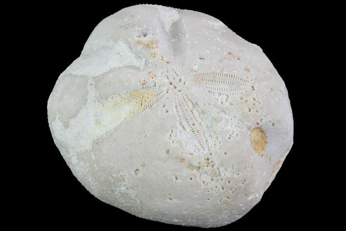 Fossil Echinoid (Sea Urchin) - Taouz, Morocco #87170
